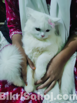Traditional Persian cat female